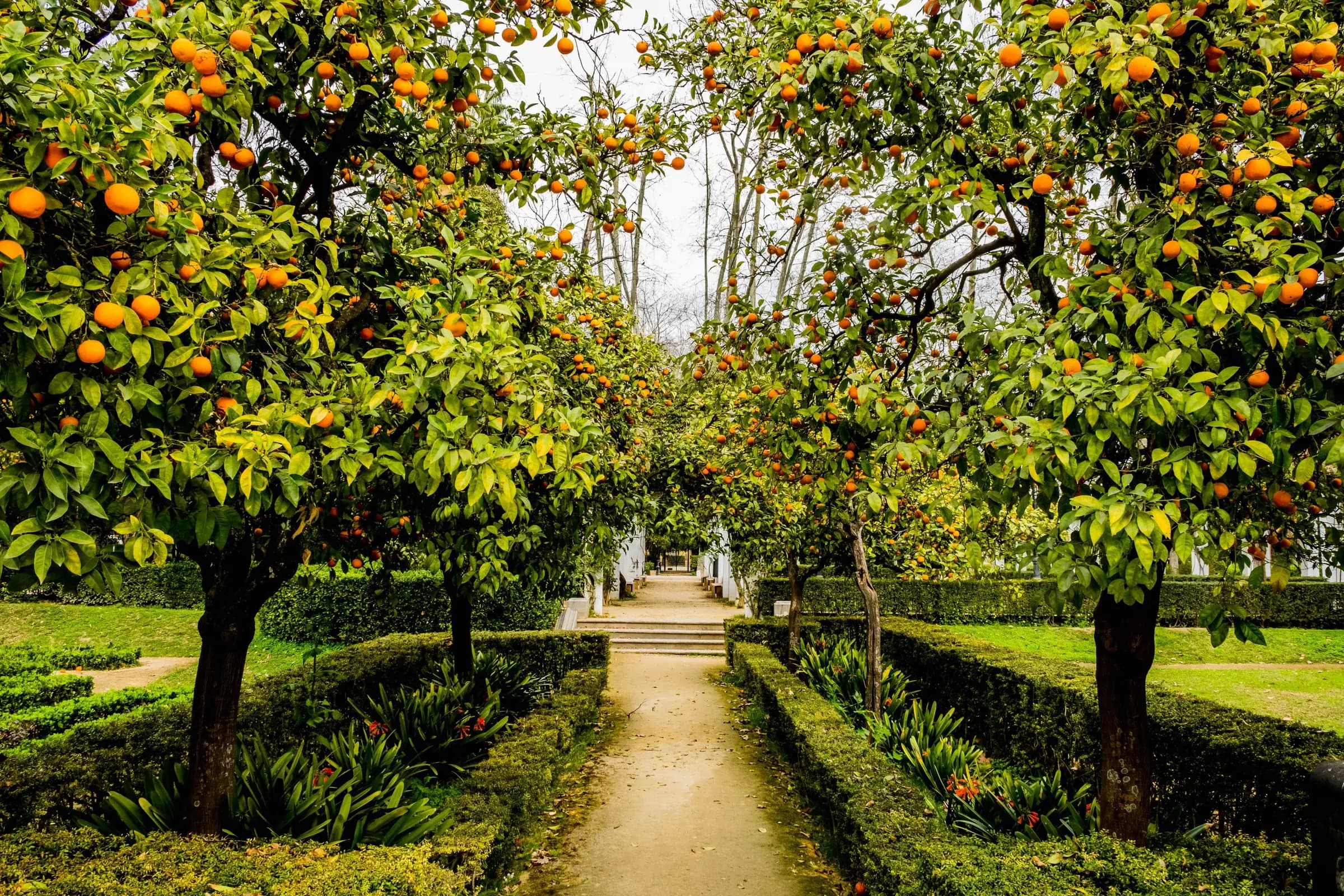 A path through rows of orange trees in a citrus grove